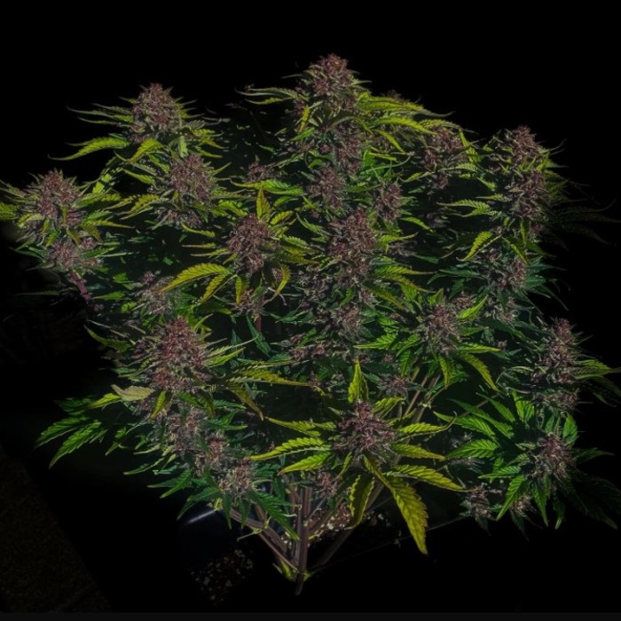 Purple Haze Auto™ - Fast Buds