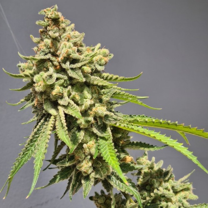 Stawberry Haze auto - Vision seeds