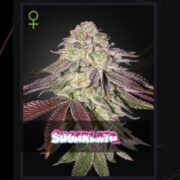 happy life grow shop