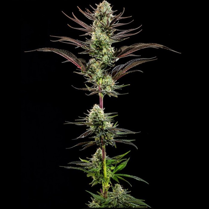 Thin Mint Frosting Strain Auto by Barneys Farm
