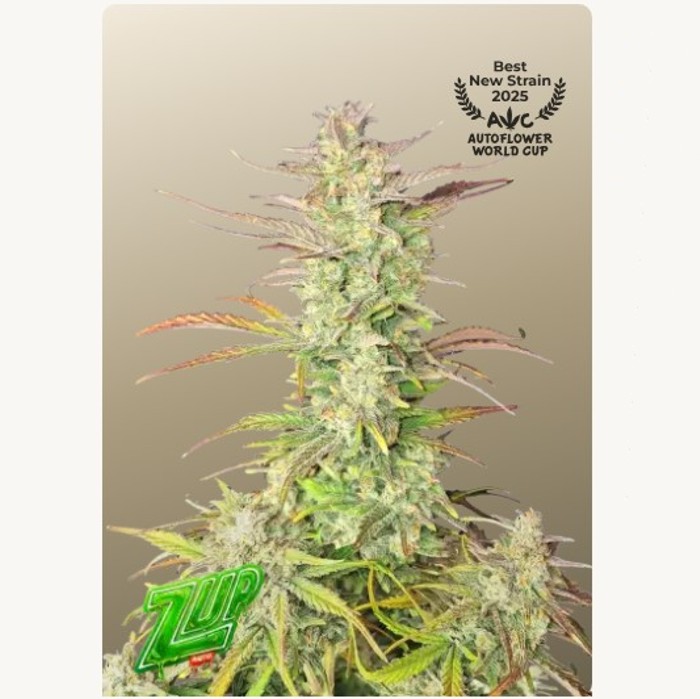 Z-Up Auto – FastBuds 2