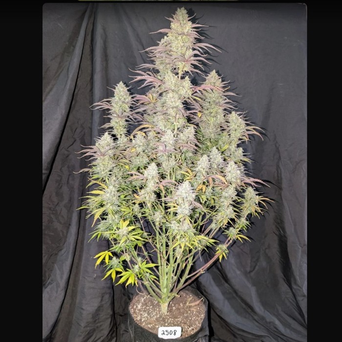 Z-Up Auto – FastBuds