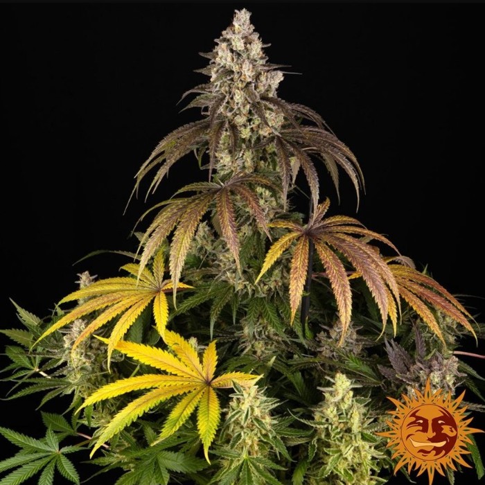 Trainwreck Strain - Barneys Farm