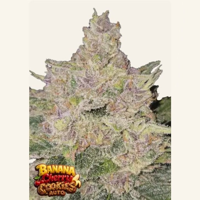 Banana Cherry Cookies Auto™ - Fast Buds