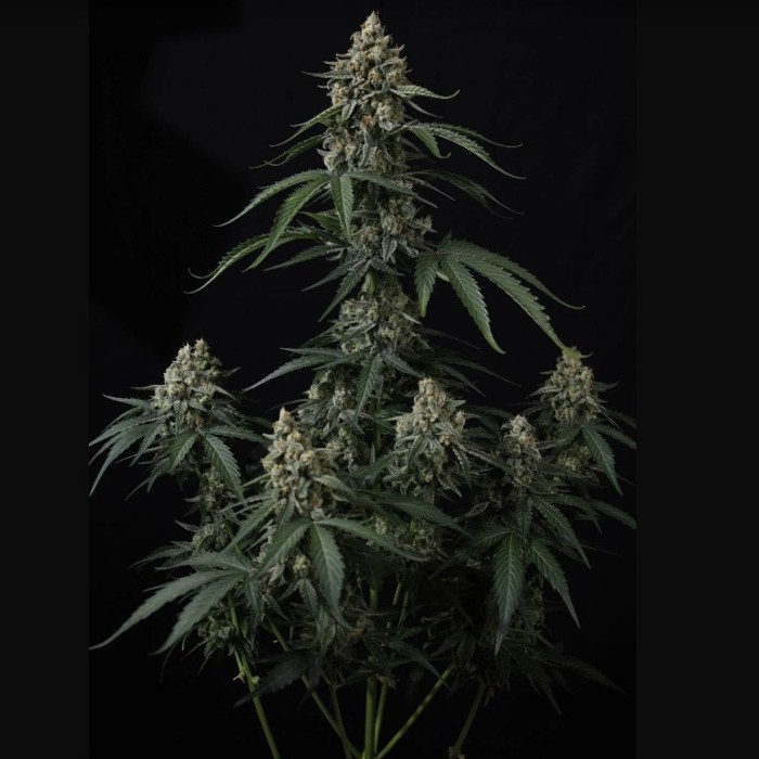 Banana Cherry Cookies Auto™ - Fast Buds2