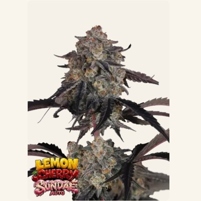 Lemon Cherry Sundae Auto™ - Fast Buds
