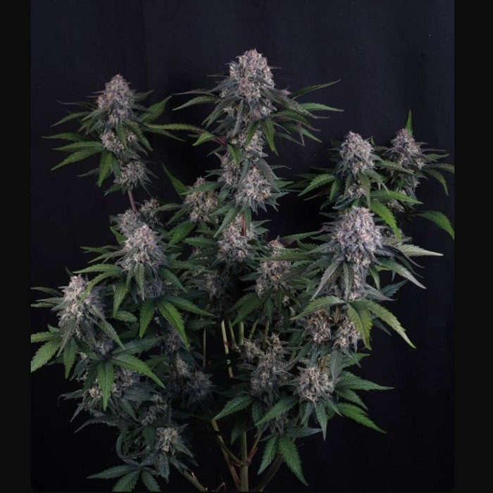 Lemon Cherry Sundae Auto™ - Fast Buds2