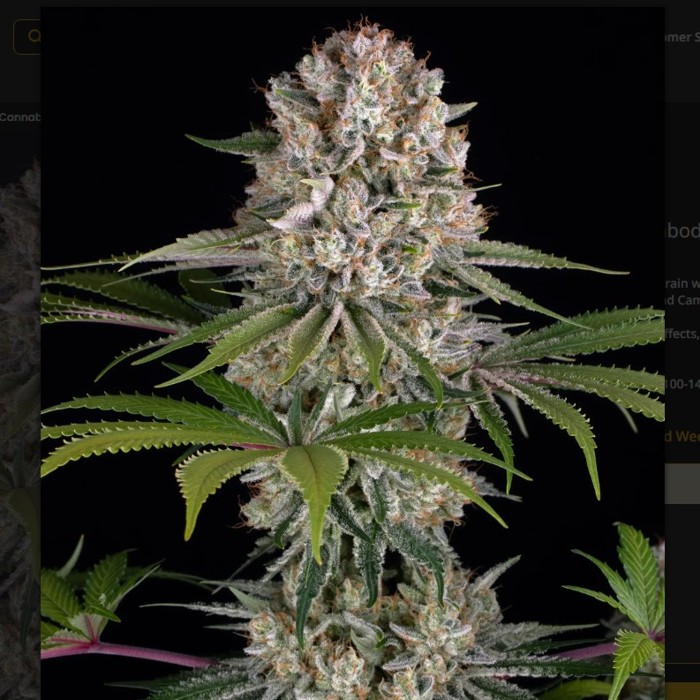 Amnesia Haze Femminizzata - Barneys Farm 2