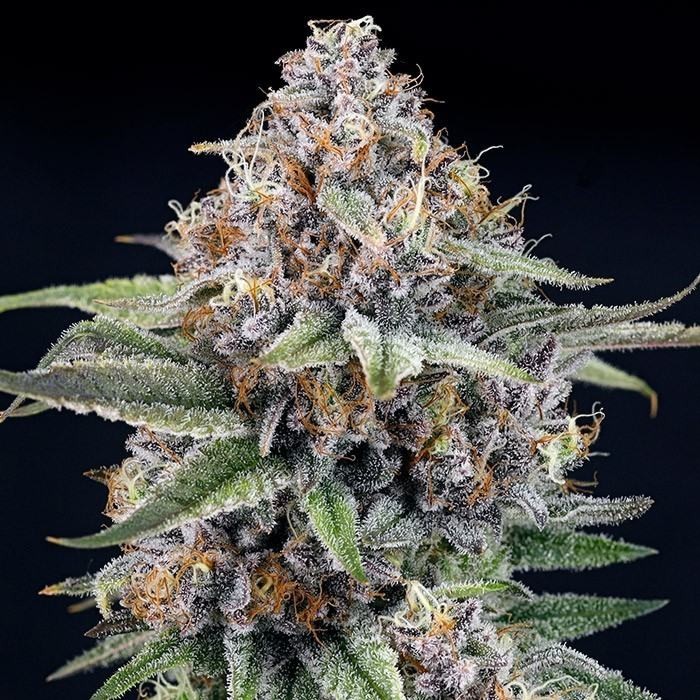 Eyeballz - Ripper seeds