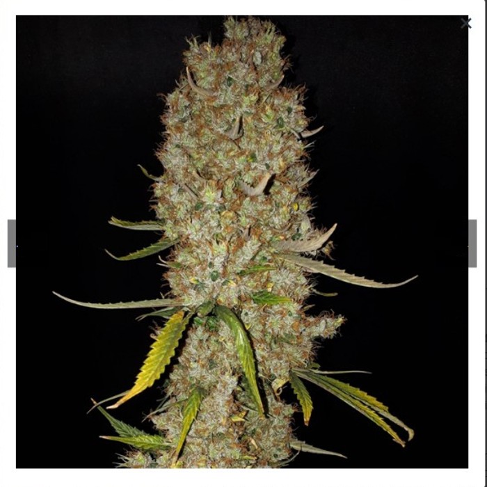 Lemon Oasis Auto - Original Sensible