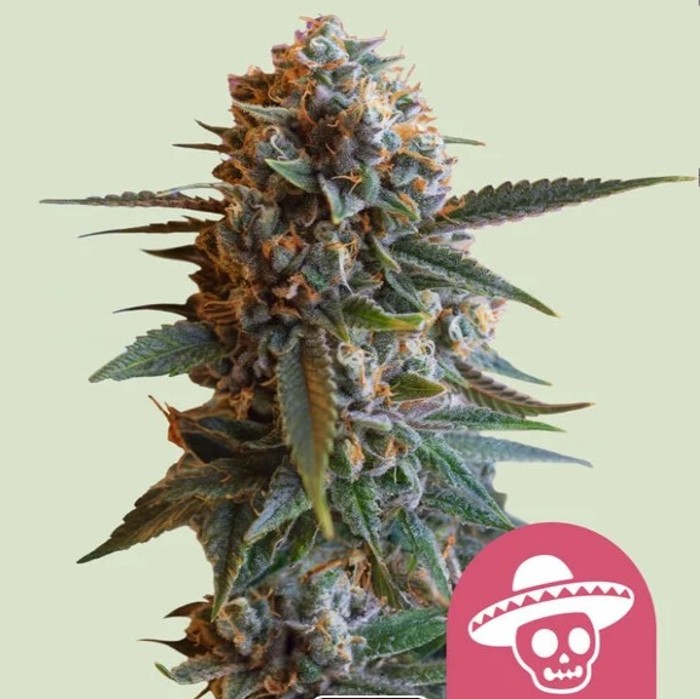 Mexican Rush - Royal Queen seeds 2