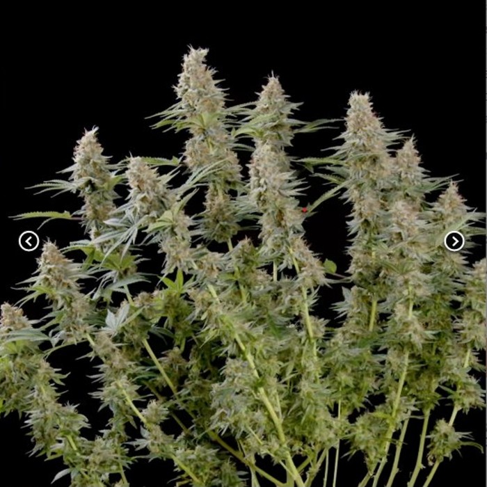 Mexican Rush - Royal Queen seeds