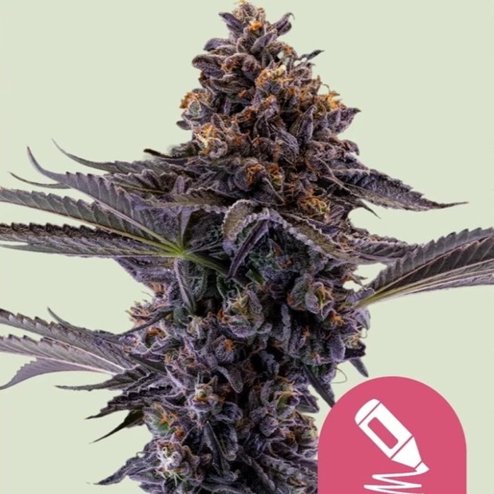 Permanent Marker - Royal Queen seeds