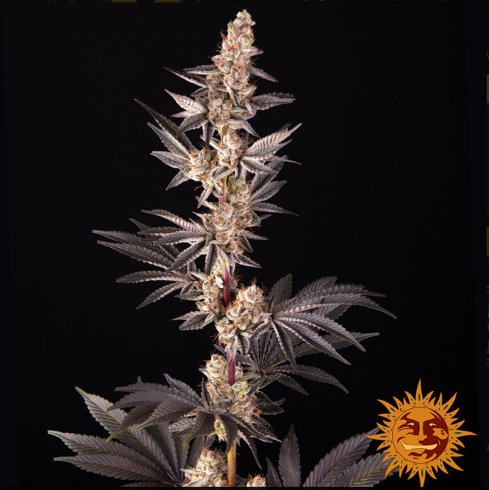 RS11 x Banana OG - Barneys Farm 2
