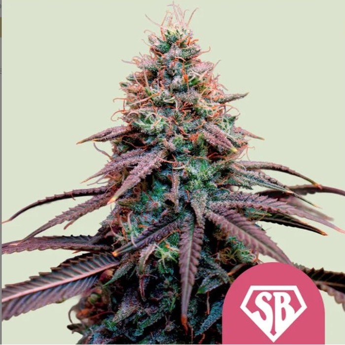 SUPER BOOF - Royal Queen seeds