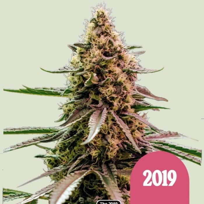 The 2019 - Royal Queen seeds